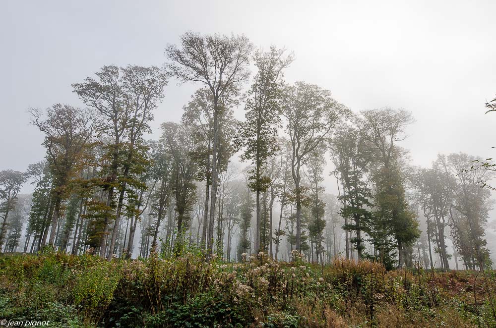foret dans le brouillard 10 2019-7.jpg