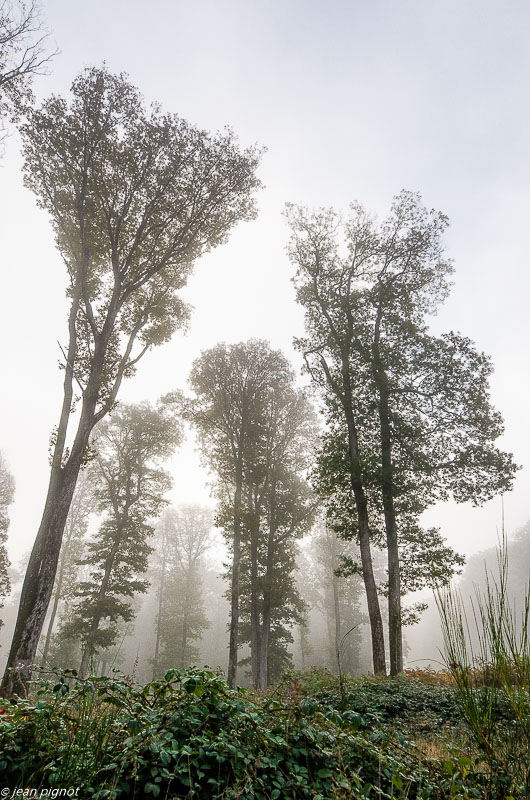 foret dans le brouillard 10 2019-8.jpg