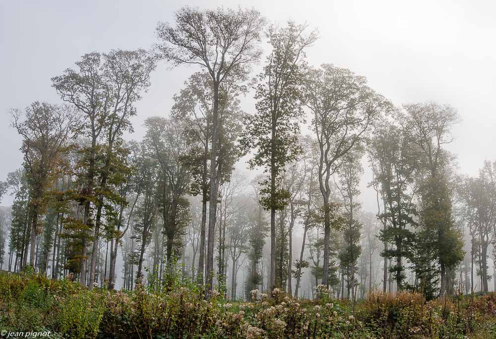 foret dans le brouillard 10 2019-11.jpg