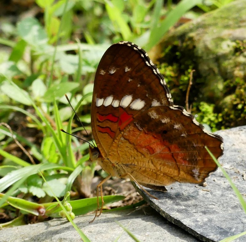 P1120931b (2)-001.JPG