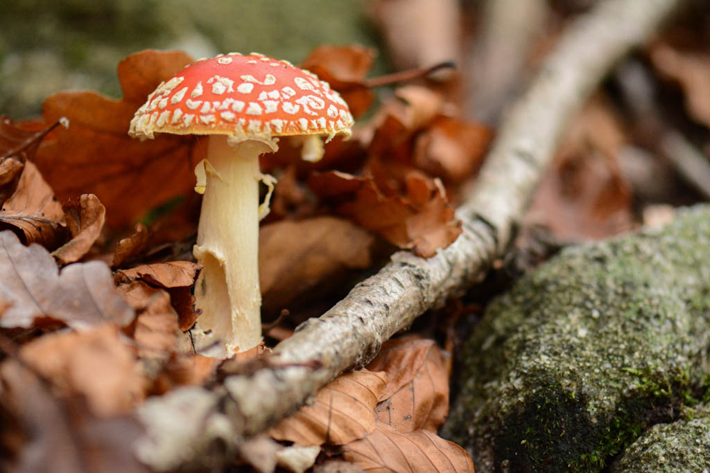 amanite tue-mouches (amanita muscaria).jpg