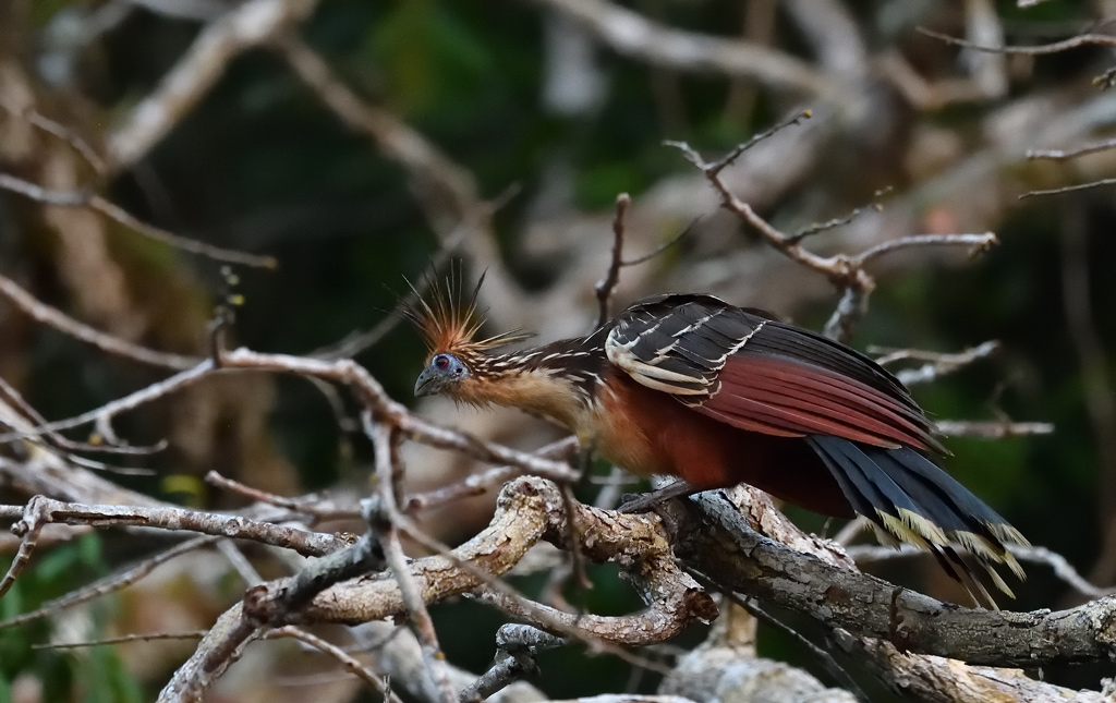 DS5_5212.jpg