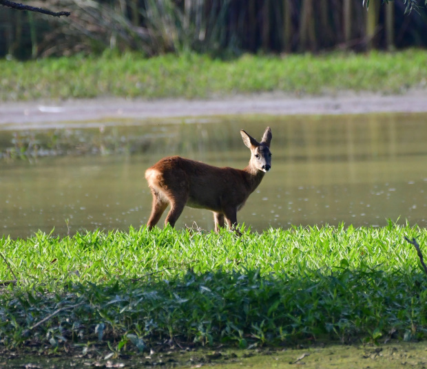 DSC_3039.JPG