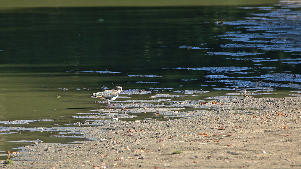 IMG_9168 copie.jpg