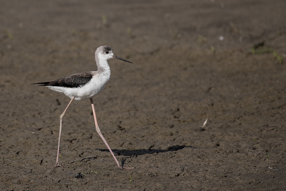 D85_4600-1in.jpg