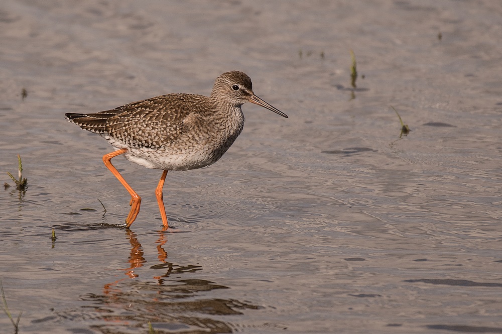 D50_2184-1in.jpg