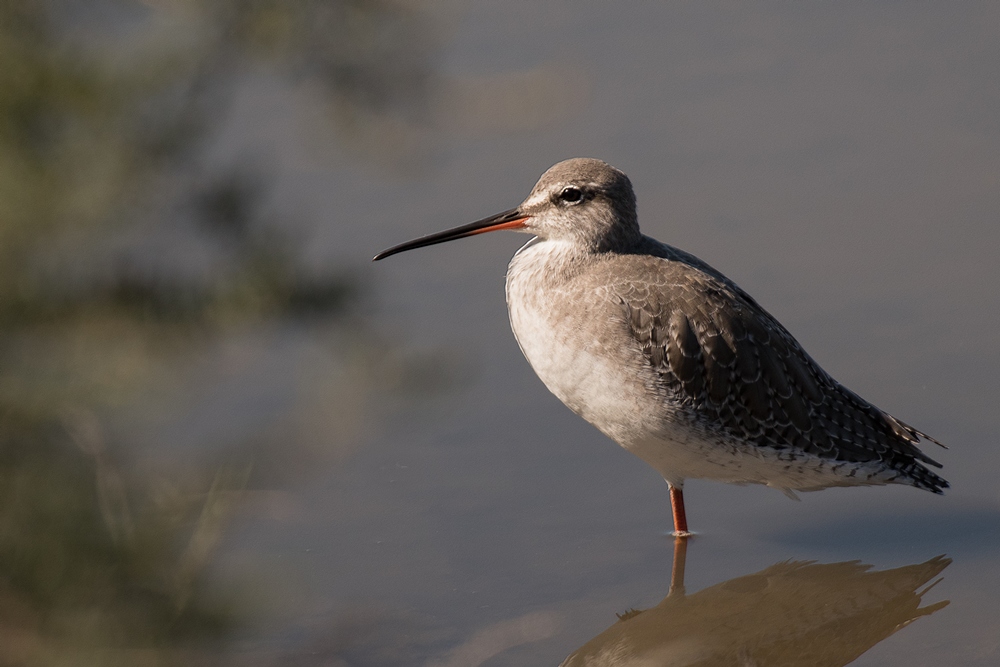 D50_9068-1in.jpg