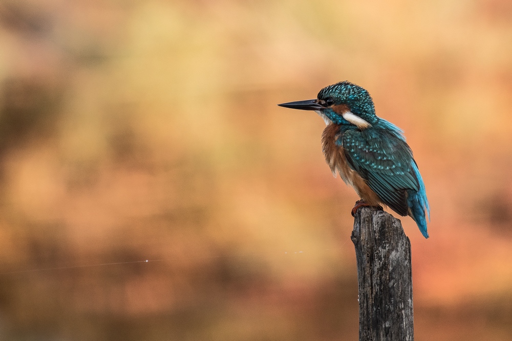 D50_3916-1in.jpg