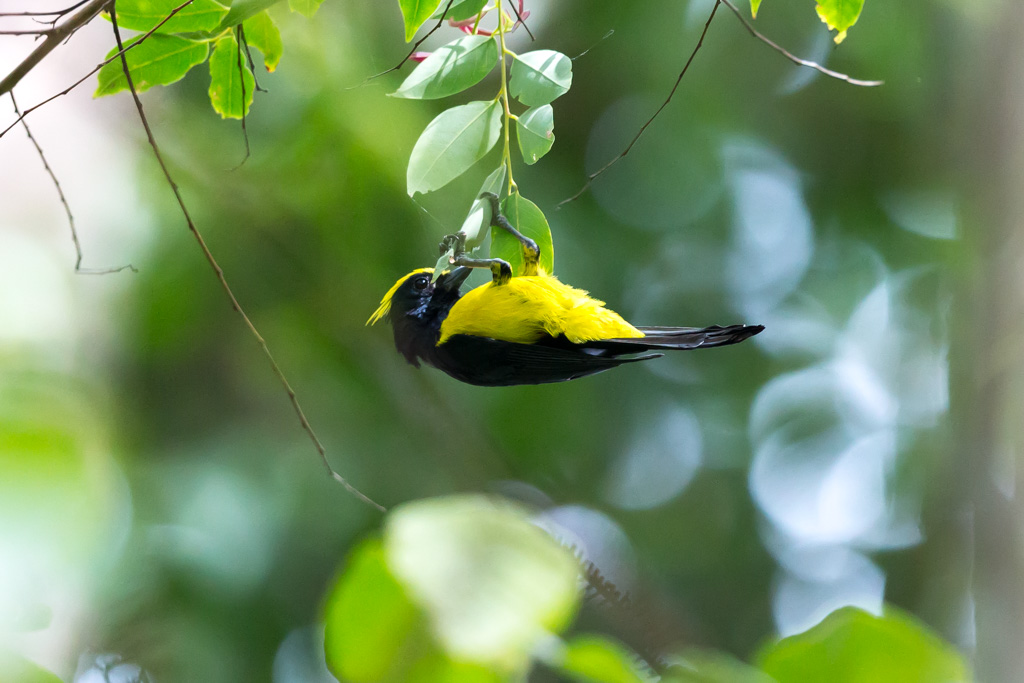 _IN Mésange sultane 2019-09 Bukit Tinggi-11.jpg