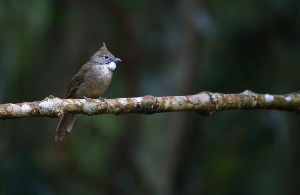 _IN bulbul 2019-09 bti-11.jpg