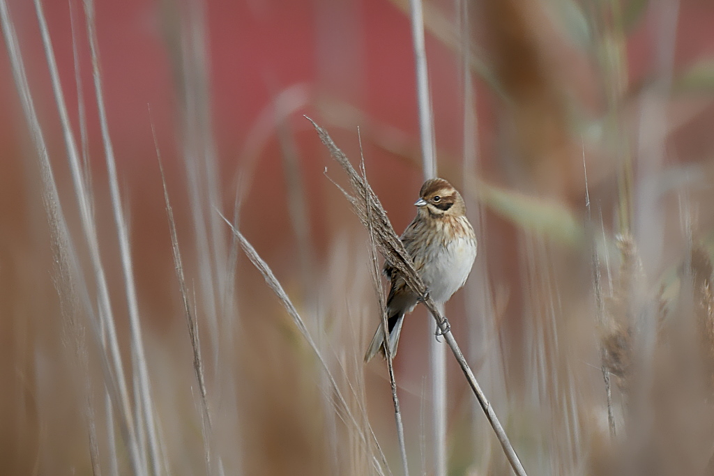 DSC_5543.JPGin.jpg