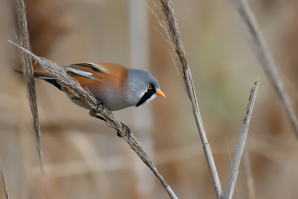 DSC_5589.JPGin.jpg