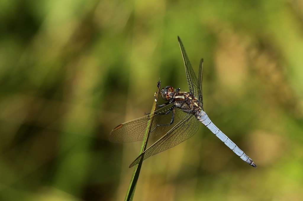 11 IMG_9071X.JPG