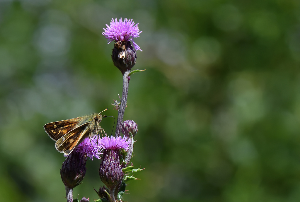 DS5_1088.jpg
