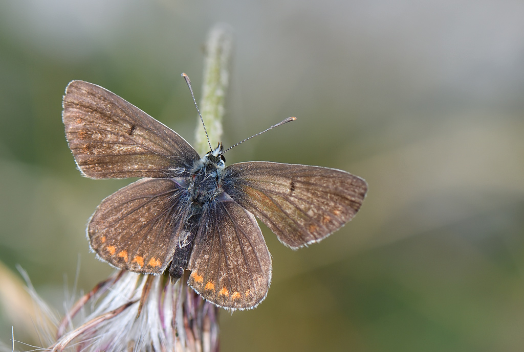 DS5_1154.jpg