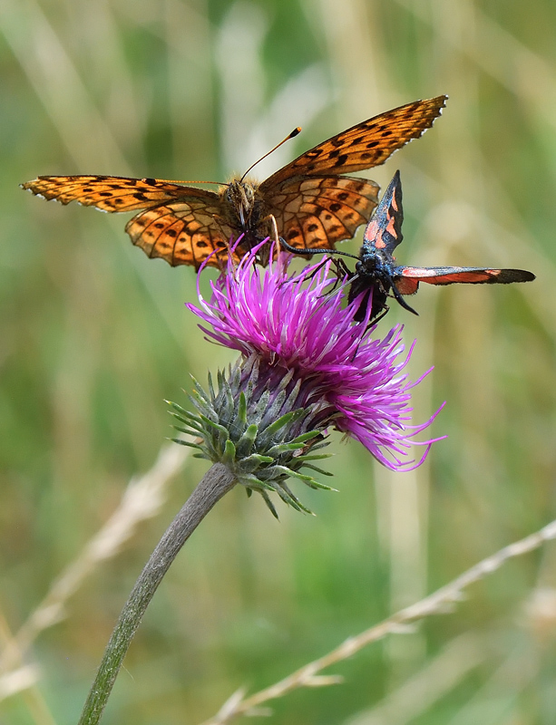 DS5_1212.jpg