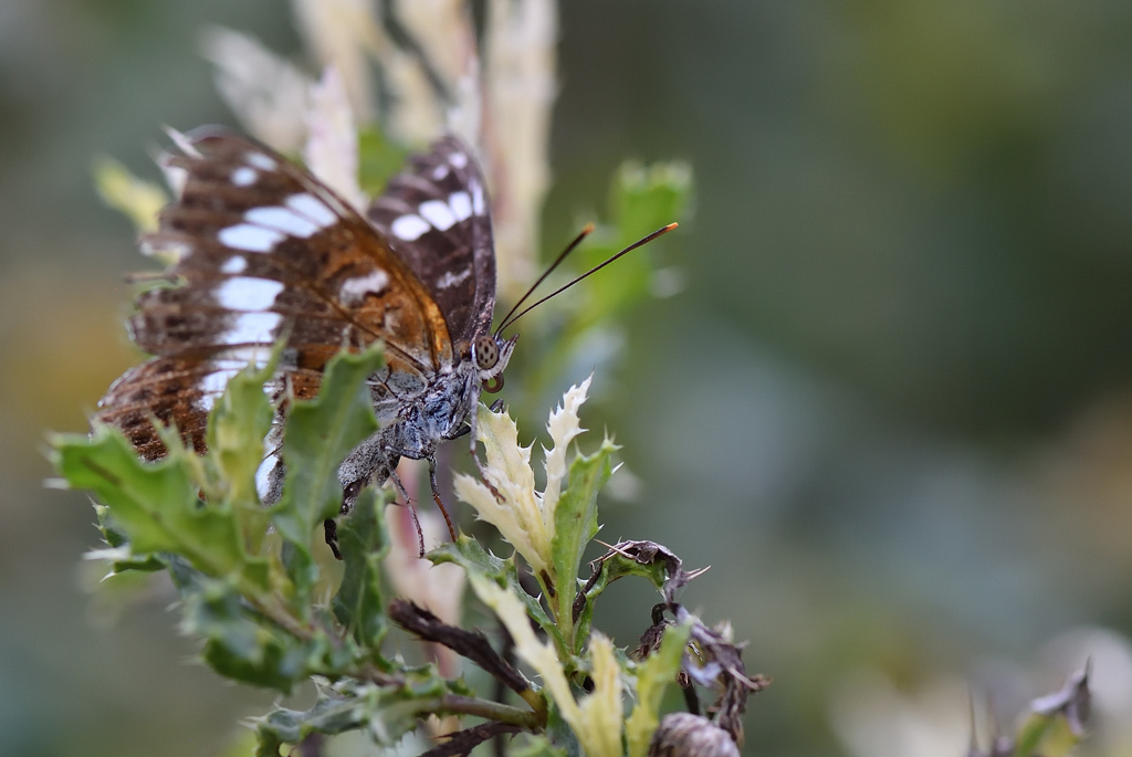 DS5_1342.jpg