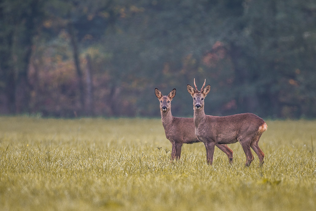 Chevreuil duo-1.jpg