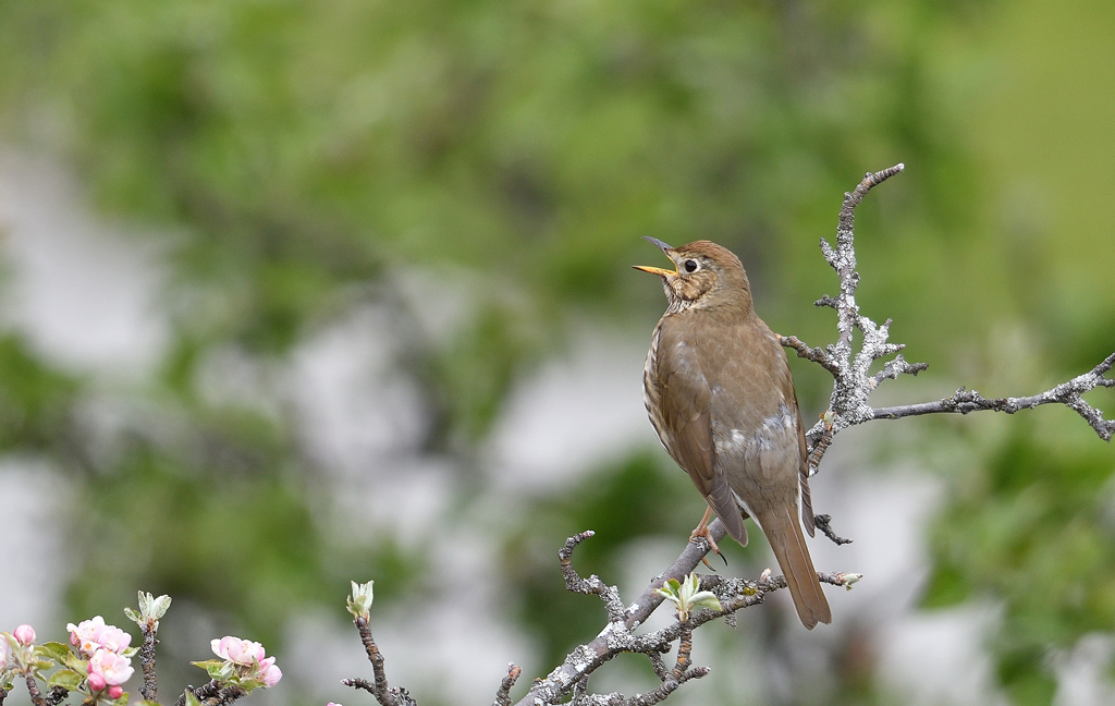 DSC_2591.jpg