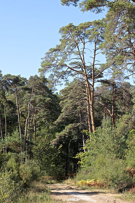 IMG_1773 copie.jpg