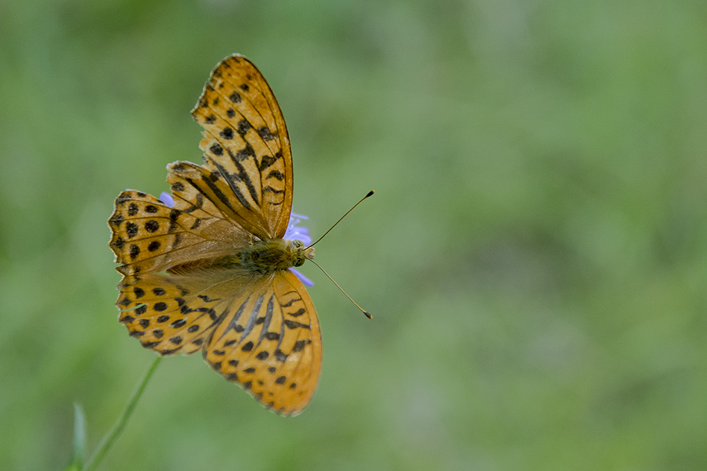 papillon 1.jpg