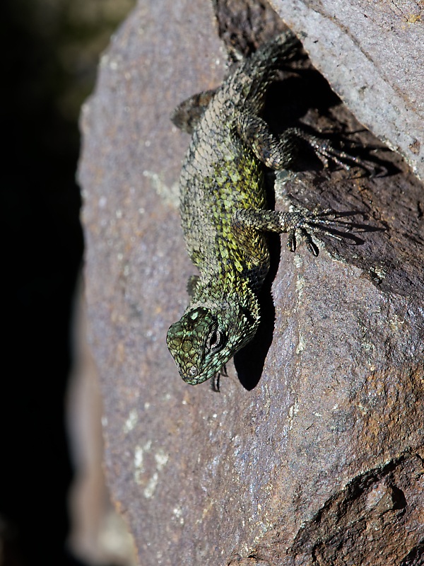DSC_7122_DxO.jpg