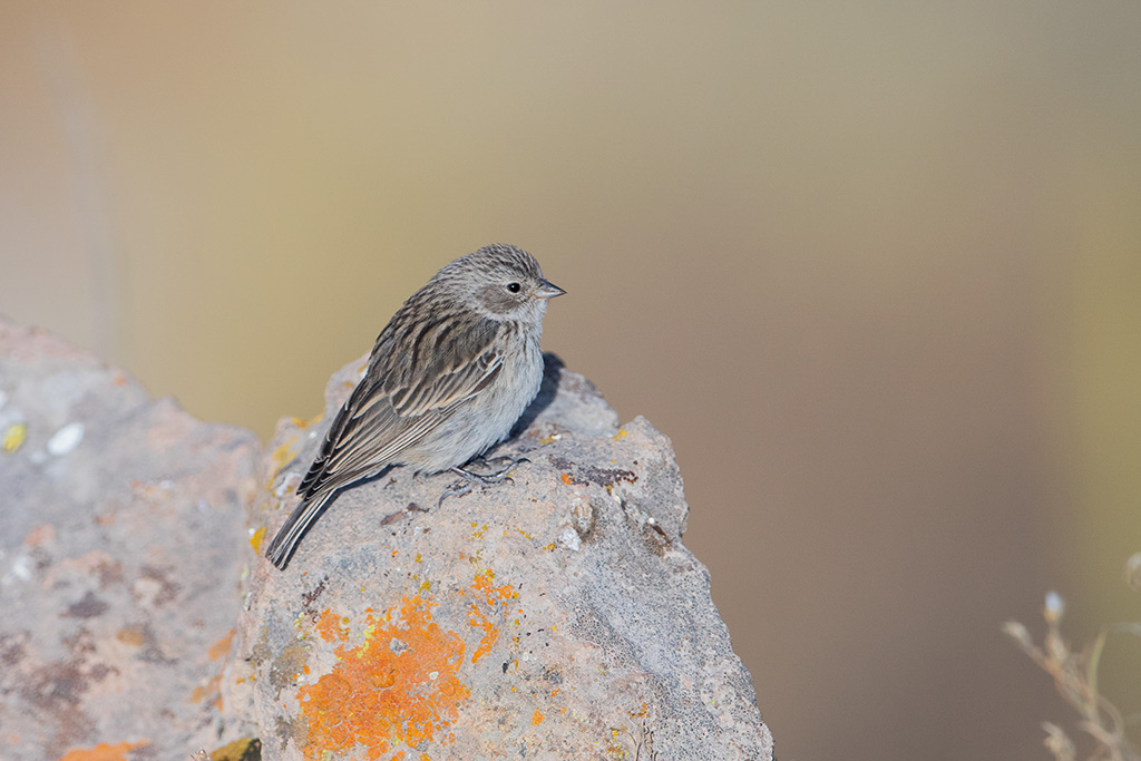 15-Phrygile plébéien.4.jpg