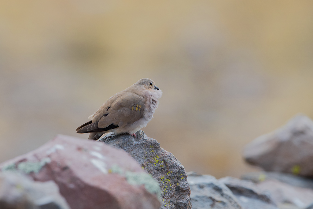 24-Colombe aymara-2.jpg