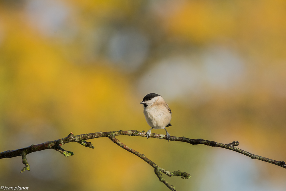 mangeoire 11 2019-2.jpg