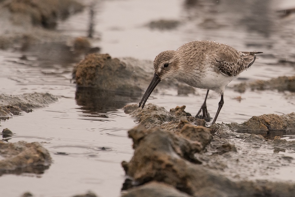 D50_6368-1in.jpg