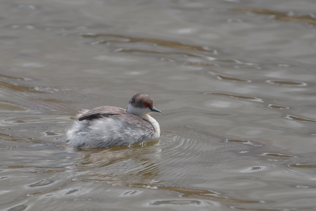 26-Grèbe aux belles joues.jpg