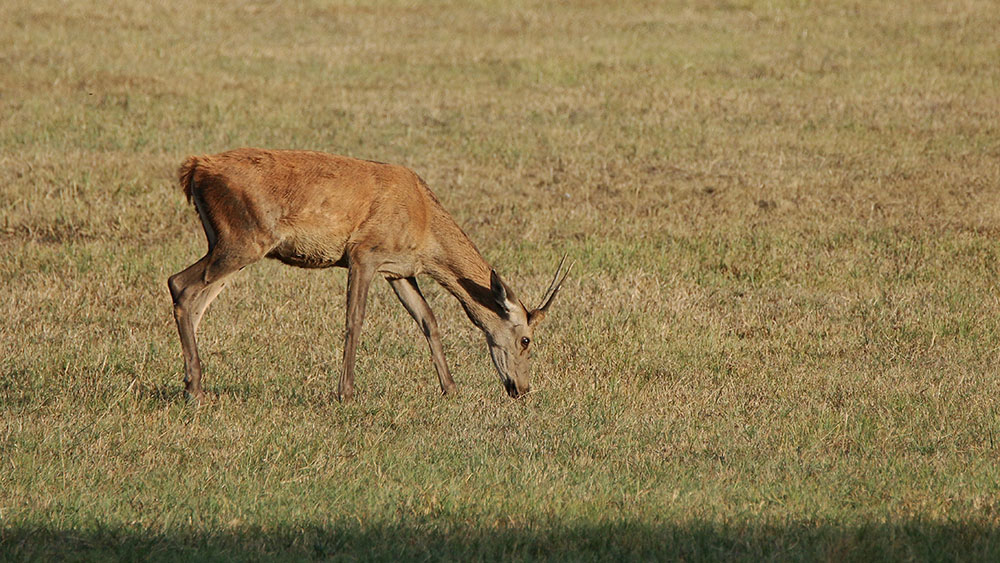 IMG_9366 copie.jpg