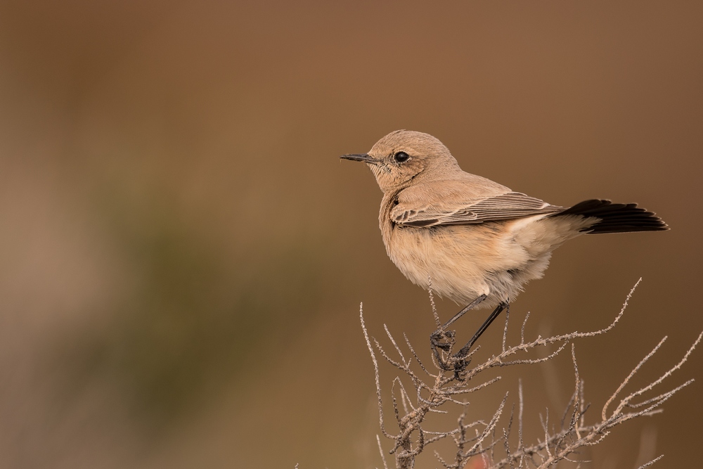 D50_7558-1in.jpg