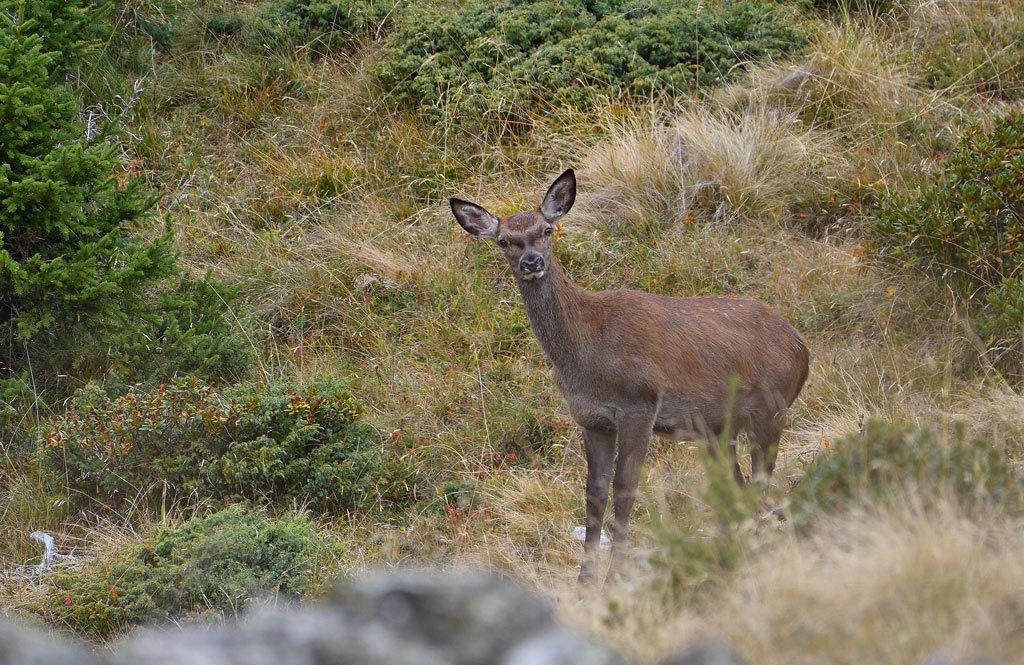 DSC_6381.jpg