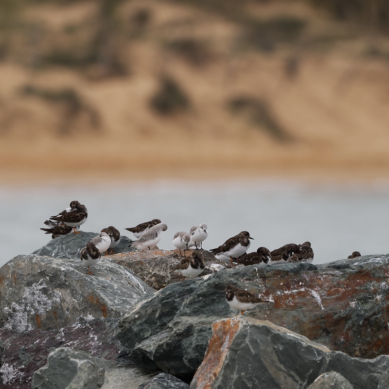 DSC_2220_DxO.jpg