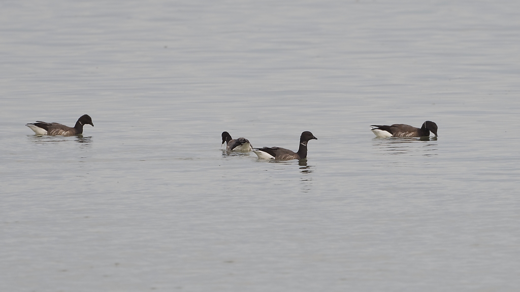 DSC_2274_DxO.jpg