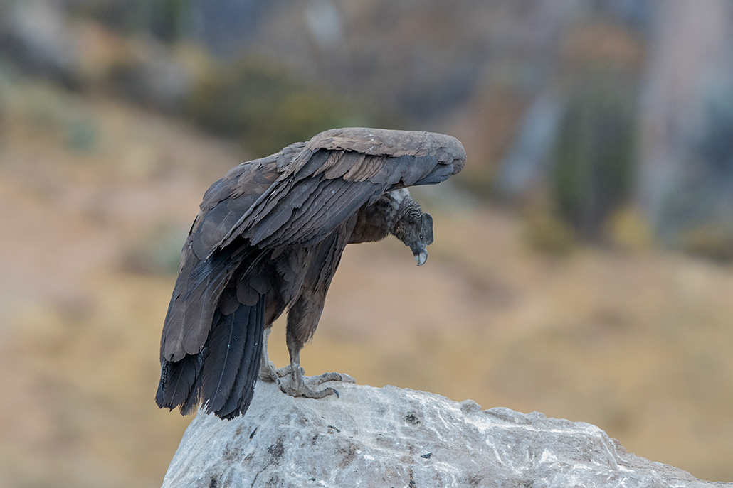41-Condor des Andes.jpg