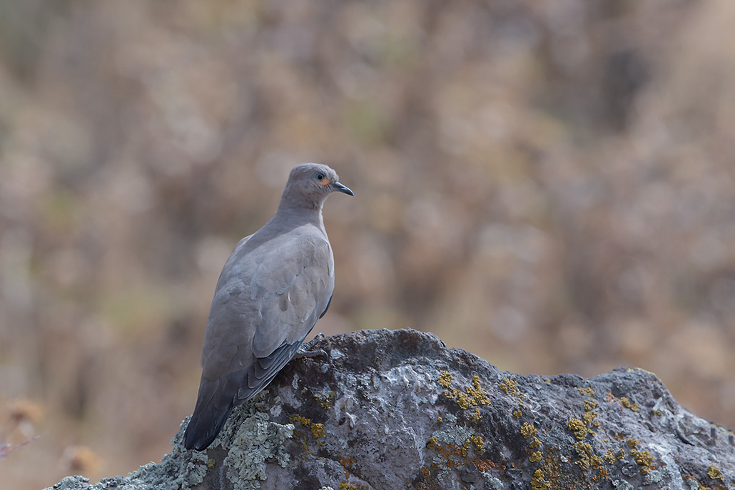 45-Colombe à ailes noires.jpg