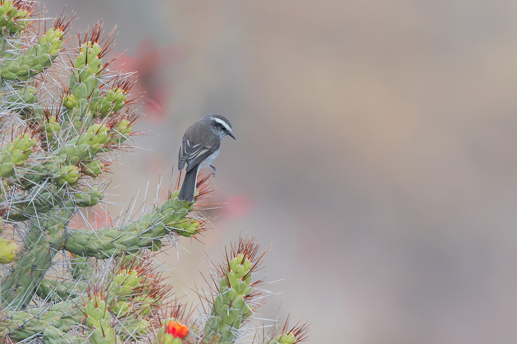 47-Pitajo à sourcils blancs.jpg