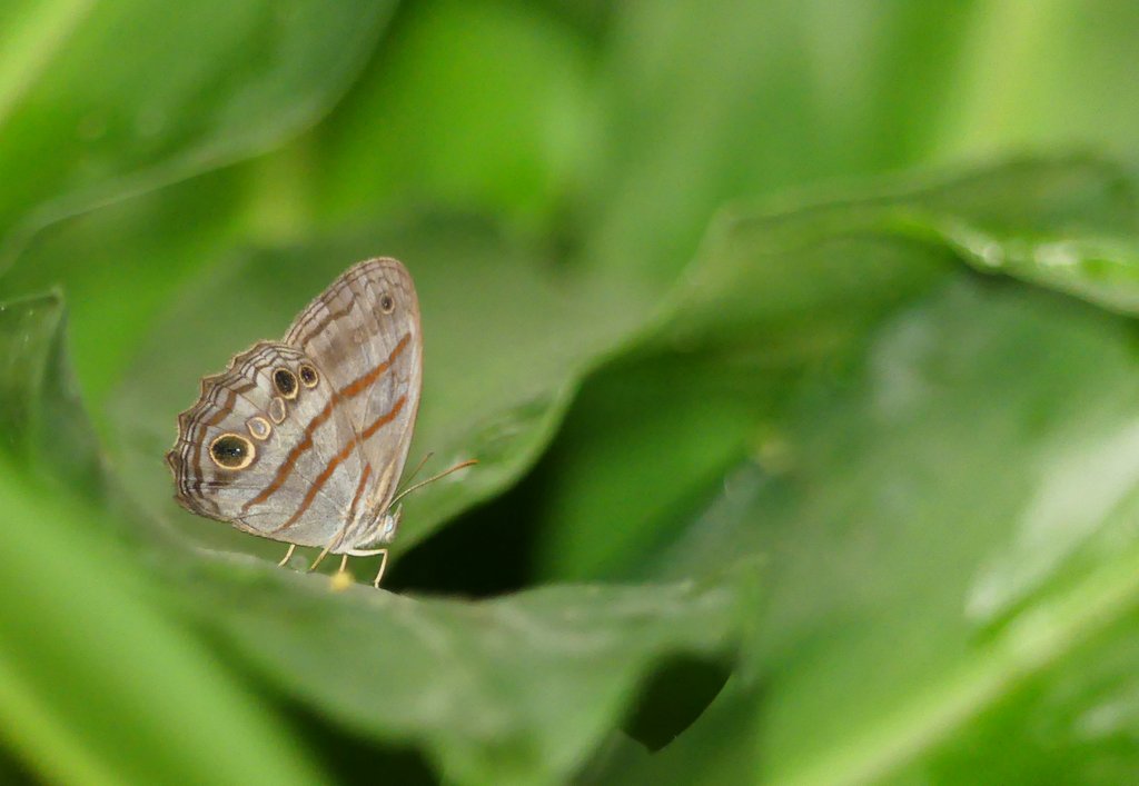 P1020544-001.JPG