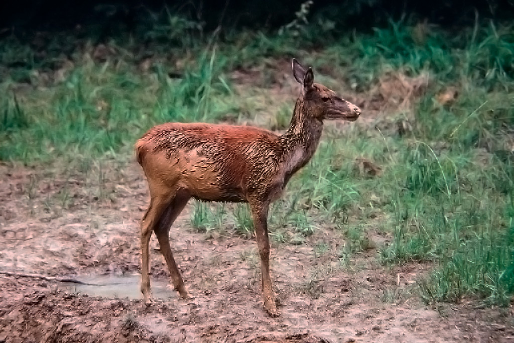 photo38.jpg