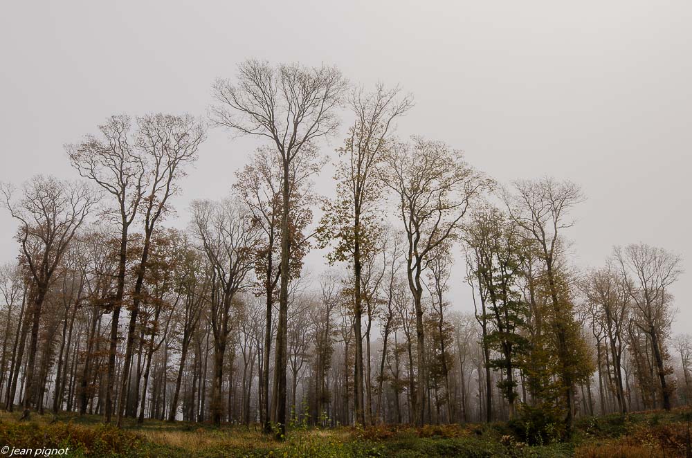 foret dans le brouillard 11 2019.jpg