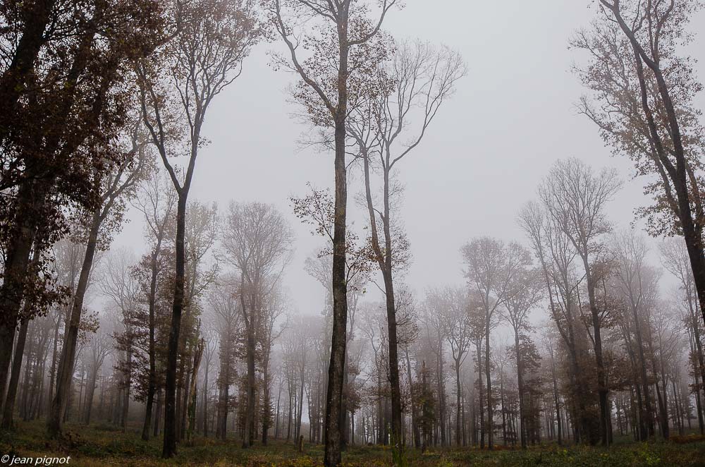 foret dans le brouillard 11 2019-3.jpg