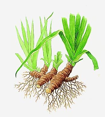rhizome.jpg