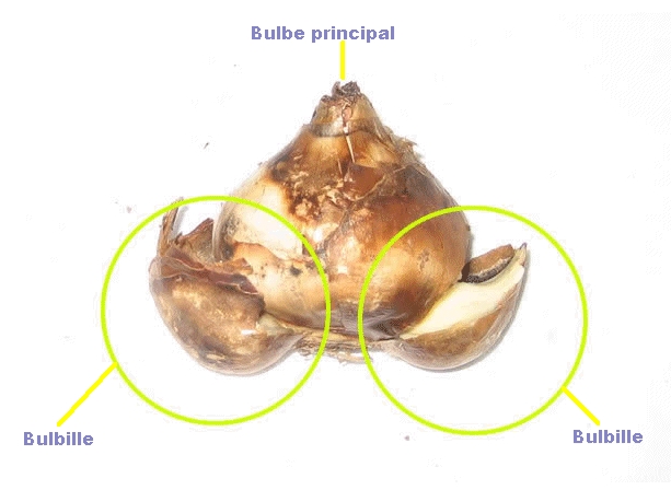 bulbe.jpg