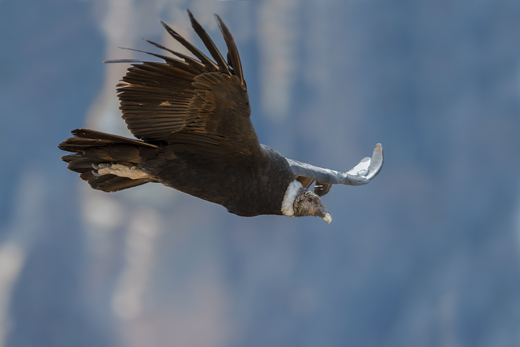 51-Condor des Andes.jpg