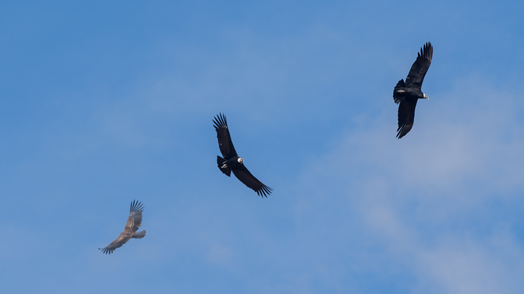 52-Un au revoir aux voiliers des Andes.jpg