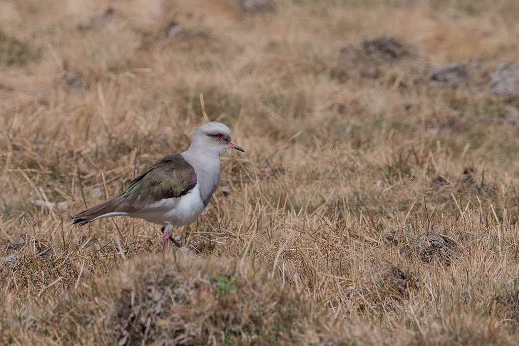 58 Vanneau des Andes.jpg