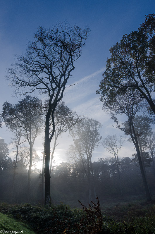foret dans le brouillard 11 2019-4.jpg