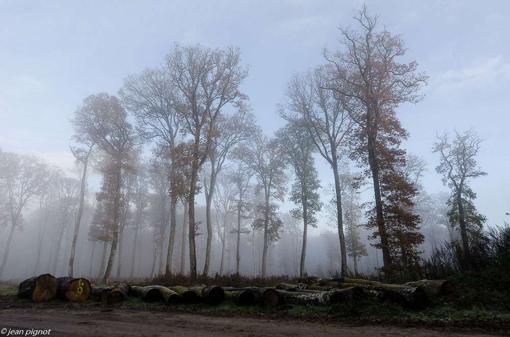 foret dans le brouillard 11 2019-5.jpg